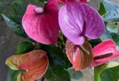 anthurium andraeanum white pink