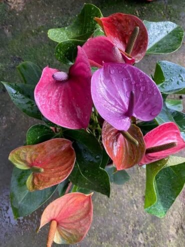 anthurium andraeanum white pink