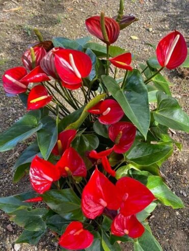 anthurium andraeanum white pink