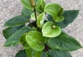 anthurium andraeanum white pink