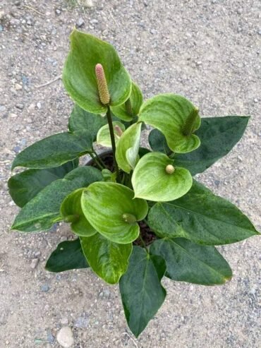 anthurium andraeanum white pink