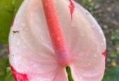 anthurium andraeanum white pink