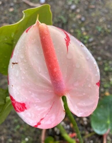 anthurium andraeanum white pink