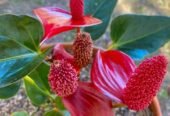 anthurium andraeanum white pink