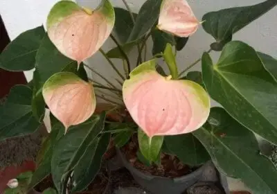 Lalani-Anthurium-2