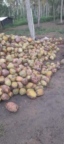 Coconut Fruits