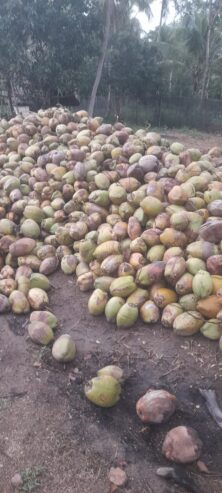 Coconut Fruits