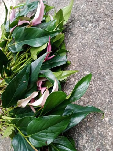 Anthurium ‘Purple Fantasy’