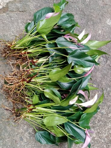 Anthurium ‘Purple Fantasy’