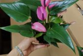 Anthurium ‘Purple Fantasy’