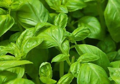 Basil-Plants