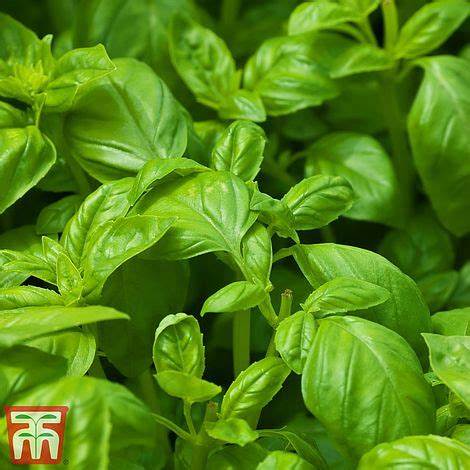 Basil Plants