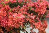 Bougainvillea Orange King