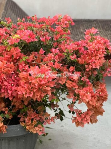 Bougainvillea Orange King