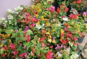 Bougainvillea Orange King