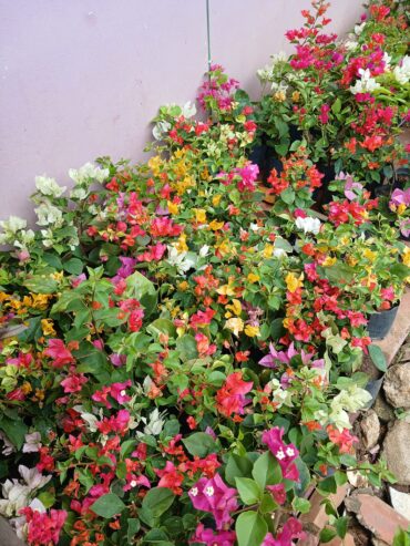 Bougainvillea Orange King