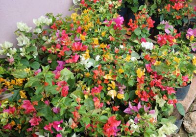 Bougainvillea-Orange-King-2