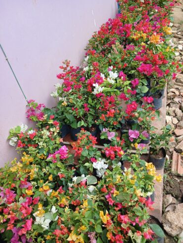 Bougainvillea Orange King