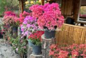 Bougainvillea Orange King