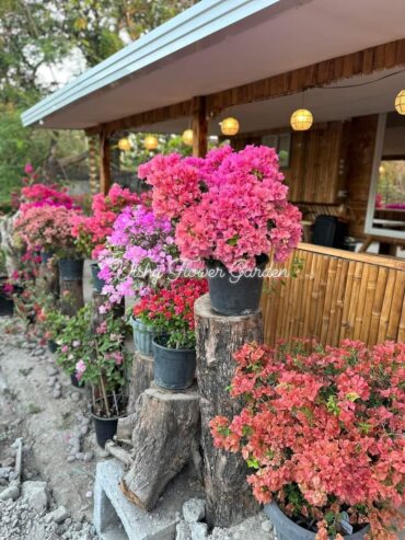 Bougainvillea Orange King