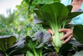 Cabbage Seeds