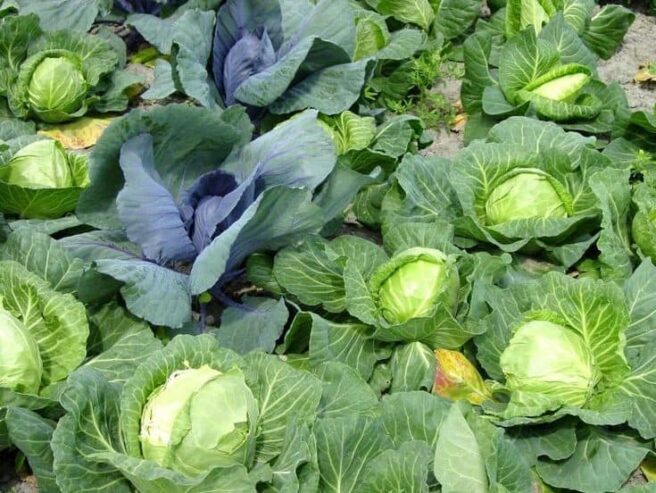 Cabbage Seeds