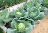 Cabbage Seeds