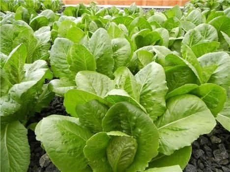 Cabbage Seeds