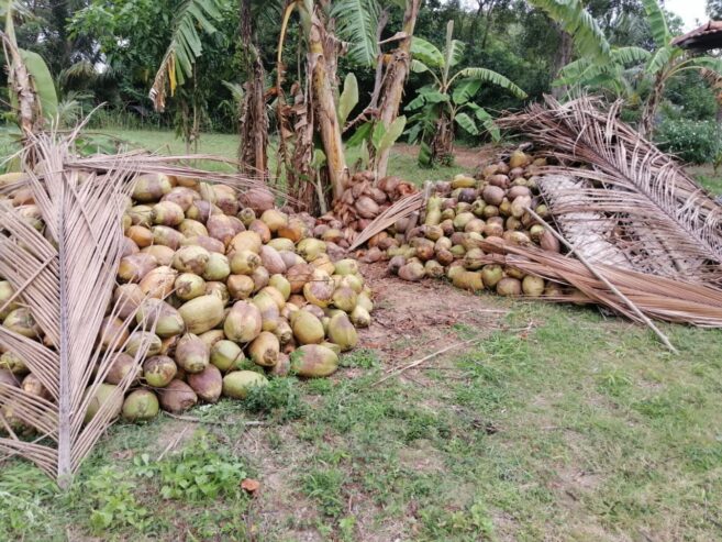 Coconuts