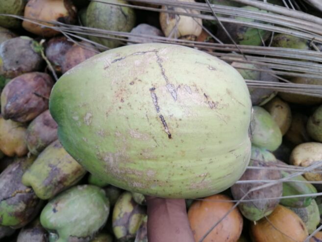 Coconuts