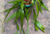 Epiphyllum pumilum