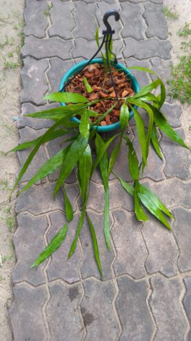 Epiphyllum pumilum