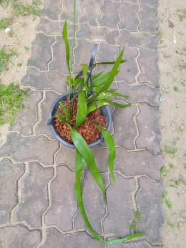 Epiphyllum pumilum