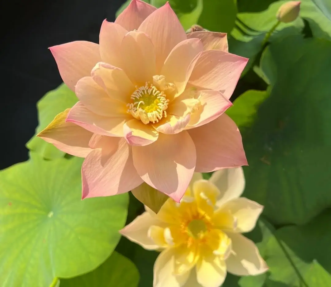 Lotus-Flowers-1