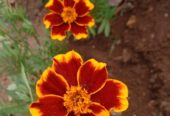 Marigold Seeds