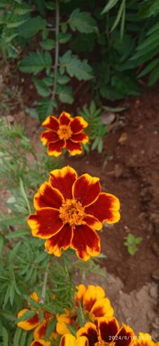 Marigold Seeds