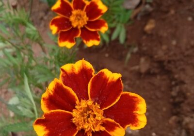 Marigold-Seeds-2