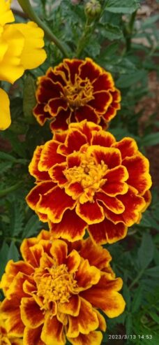 Marigold Seeds