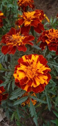 Marigold Seeds