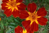 Marigold Seeds