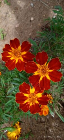 Marigold Seeds