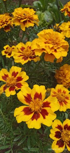 Marigold Seeds