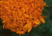 Marigold Flowers Plant Seeds