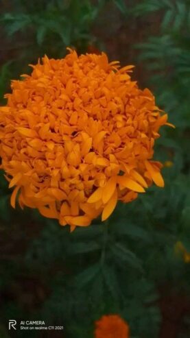 Marigold Flowers Plant Seeds