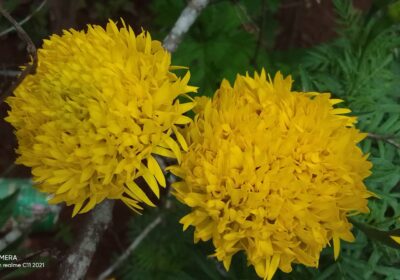 Marigold-flowers-2