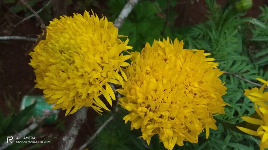 Marigold Flowers Plant Seeds