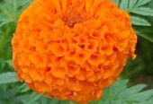 Marigold Flowers Plant Seeds