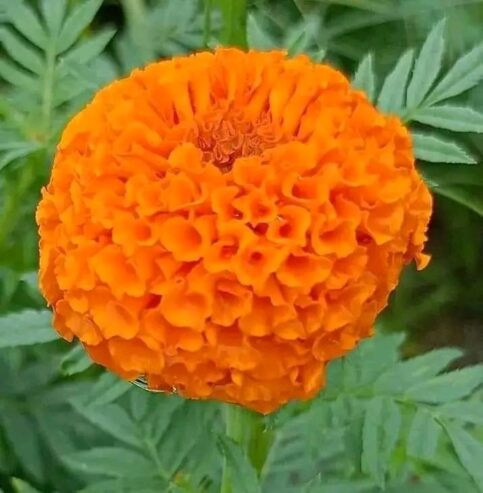 Marigold Flowers Plant Seeds