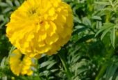 Marigold Flowers Plant Seeds