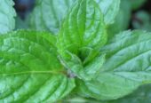 Peppermint Plant